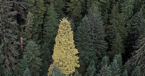 The city and borough of sitka (tlingit: Bondi Resort BLOG: Degrees of Separation and a Golden Spruce