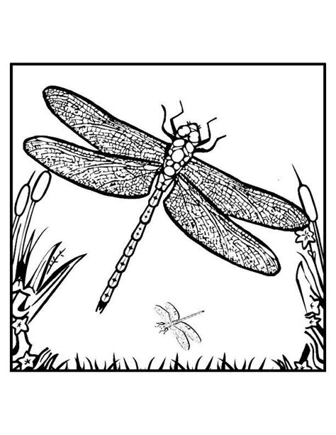 We provide some dragonfly coloring sheets that you can download for free. Free Printable Dragonfly Coloring Pages For Kids | Detailed coloring pages, Fairy coloring pages ...