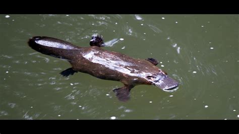 The Platypus Could Be Wiped Out Because Of Australia S Drought Wthr
