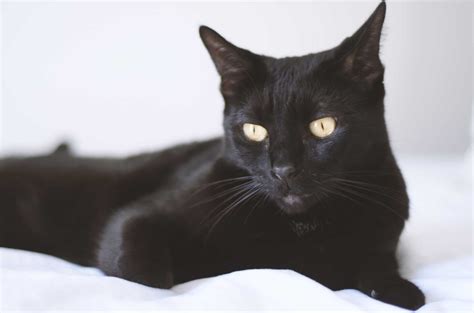 The Simple Guide To Bombay Cats