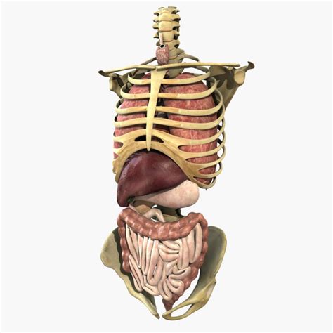 Start studying human torso model anatomy. Human Anatomy Study Torso 3D Model