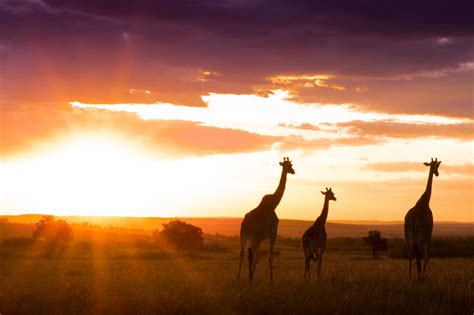 Kenya president criticises bench for denying constitution change. kenia-kreativ-sonnenuntergang-giraffen - Kenia Kreativ