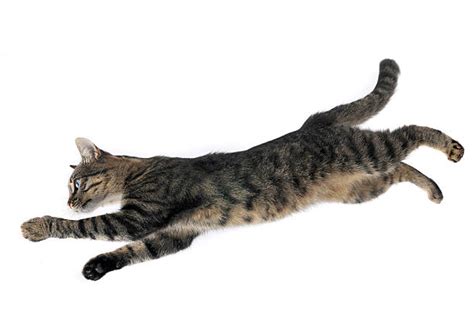 Royalty Free Jumping Cat Pictures Images And Stock Photos Istock