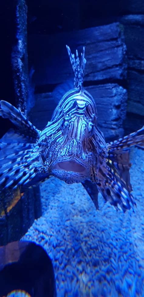 Sea Life Blackpool 2019 All You Need To Know Before You