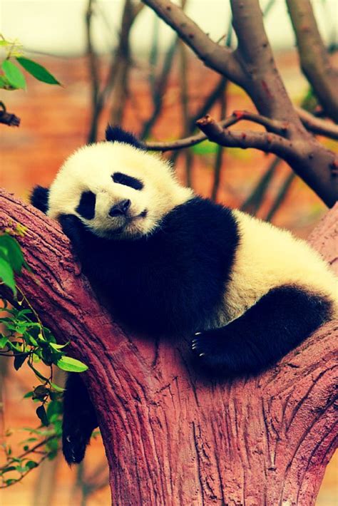 1000 Images About Pandas On Pinterest Giant Pandas Tiny