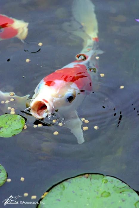 6 Tips For Feeding Pond Fish In The Summer Aquascape Inc