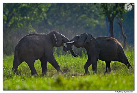 Rathika Ramasamys Wildlife Photography Wildlife Moments Playful