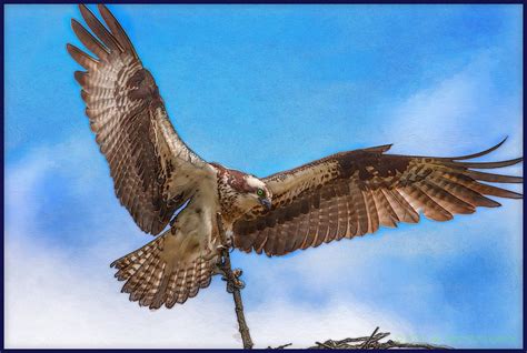 The sea hawk