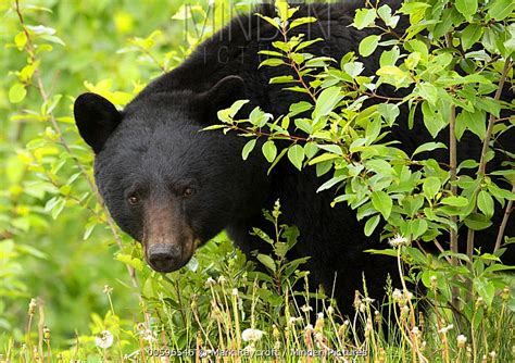 Minden Pictures Black Bear Ursus Americanus Male North America