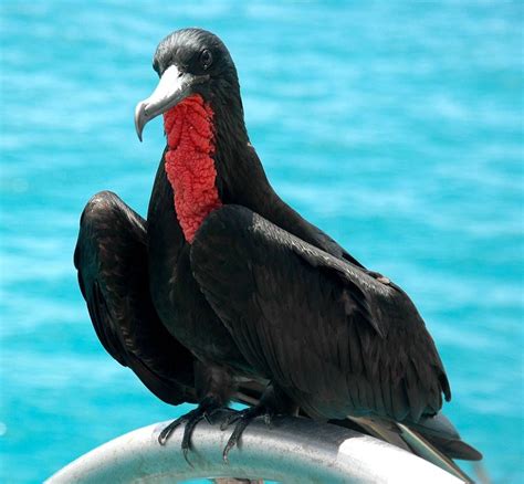 Male Frigate Bird Galápagos Islands With Images