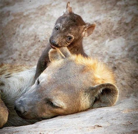 Hyena Mother When It Comes To Hyenas Its The Females Who Run