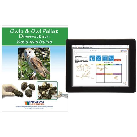 Owls And Owl Pellet Dissection Resource Guide With Online Multimedia