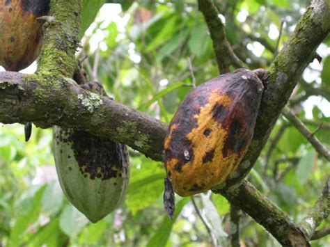Cocoa Pods Infected With Black Pod Disease In Ghana A Photo On Flickriver