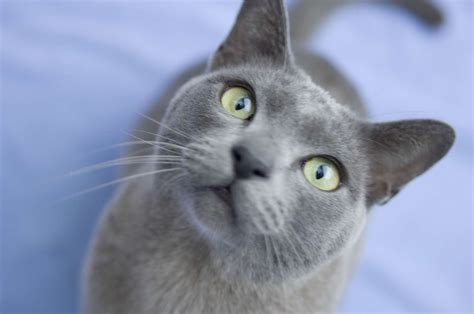 10 Cat Breeds That Have Blue Colored Coats