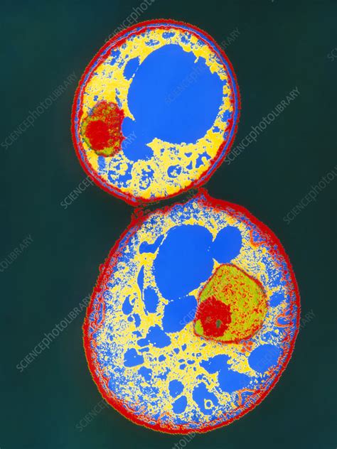 Tem Of A Budding Yeast Cell Stock Image B2500554 Science Photo