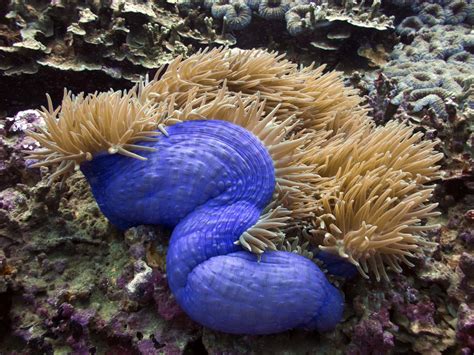 Magnificent Anemone Madang Ples Bilong Mi