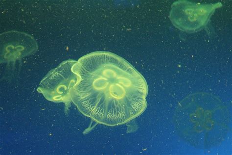 Fotos Gratis Submarino Biología Medusa Invertebrado Vida Marina