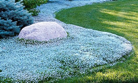 Check spelling or type a new query. 15 Isotoma Blue Foot Plants | Groupon Goods