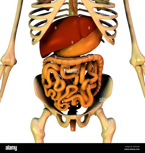 Abdominal Organs Anatomical Artwork The Organs Are Shown Within The