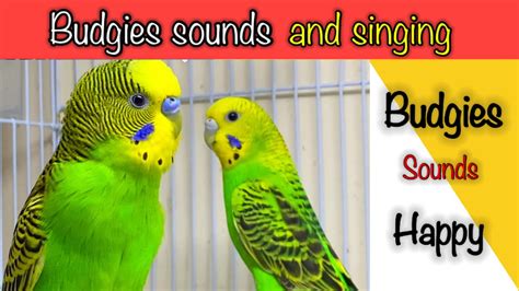 Budgies Singing Parakeet Sounds Budgie Sounds Budgies Chirping Youtube