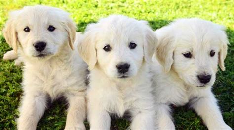 He'll be 4 months old next weekend and he loves everyone he meets! 5 Best Golden Retriever Breeders in California - DogBlend