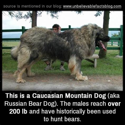 Unbelievable Facts Caucasian Mountain Dog Russian Bear Dog Bear Dog