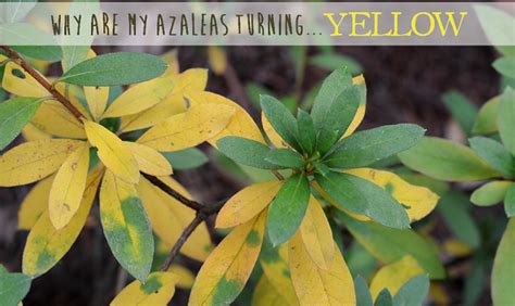 Yellow boxwood with ca finish. Why are my azalea leaves turning yellow? Redeem Your ...