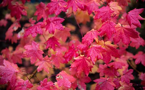 Download Wallpaper 3840x2400 Maple Branches Leaves Red Wet Autumn