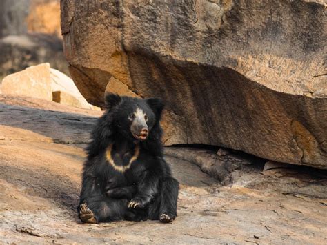 The reasons given to explain the mysore. Will the latest sloth bear corridor in Mount Abu serve its ...