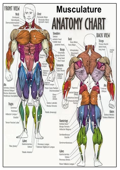 Male body surface anatomy (anterior and posterior views). 13 best images about A&P on Pinterest | Head and neck, Magazine publishers and Models