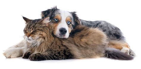 Get To Know The Loyal And Intelligent Australian Shepherd K9 Web