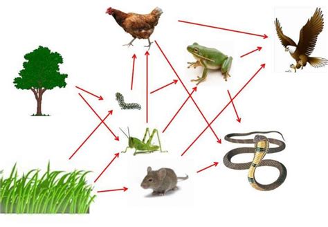 Gambar Rantai Makanan Tingkat Trofik Dan Piramida Ekologi