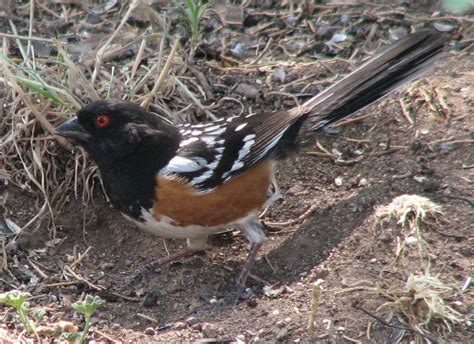 Birds Of New Mexico Spotted Towhee David Leahys Birds Of New