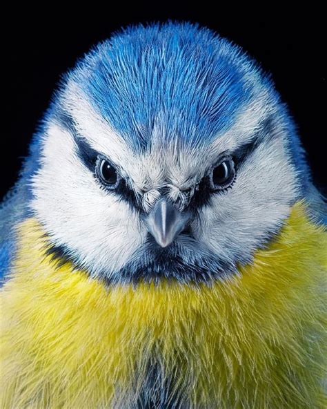 9 Beautiful Portraits Of Birds That Are On The Quizzclub