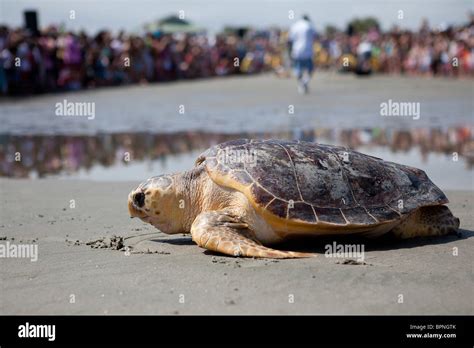 A Rehabilitated Loggerhead Sea Turtle Released Back To The Ocean By The
