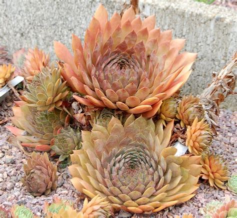Photo Of Hen And Chicks Sempervivum Goldmarie Uploaded By