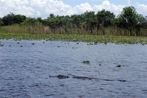 Alligator In Everglades National Park Florida Usa Stock Photo Image