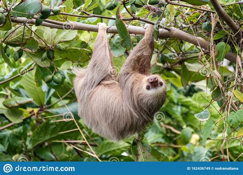 Brown Throated Three Toed Sloth Bradypus Variegatus In The