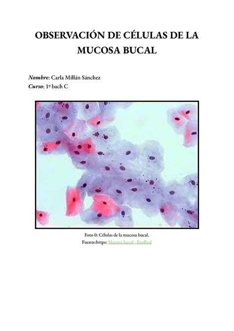 Observación De Células De La Mucosa Bucal ObservaciÓn De CÉlulas De