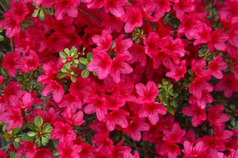 It can grow up to 10 feet tall, leading many people to regard it as more of a small tree. Pin on flower beds