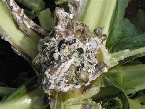Diseases Of Vegetable Brassicas Agriculture And Food