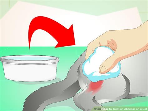 How To Treat An Abscess On A Cat 11 Steps With Pictures