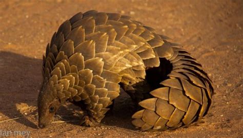 They inhabit woodlands and savannas in southern. بالصور - حيوانات غريبة وكأنها من عالم أسطوري | Mulhak ...