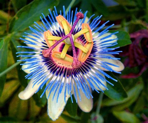 Passion Flower Wallpapers Wallpaper Cave