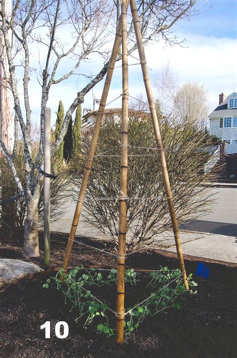 How To Build A Bamboo Tri Pod Trellis A Photo Tutorial — Seattle Urban