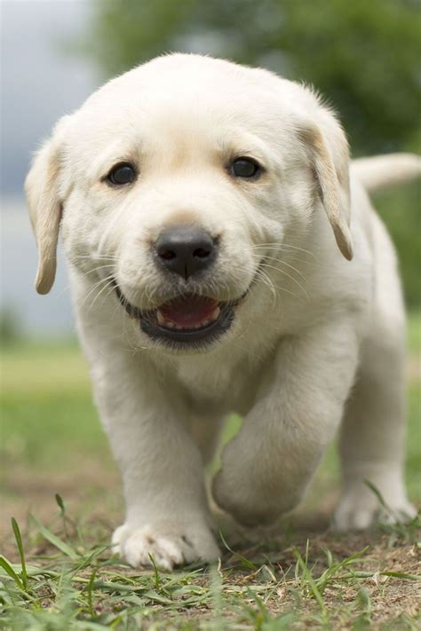 Cute Labrador Puppy Smile In 2021 Labrador Retriever Puppies