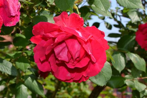 Beautiful Roses Free Stock Photo Public Domain Pictures