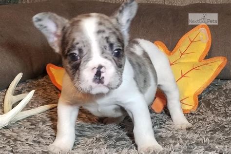 27 Fluffy French Bulldog Puppies For Sale Image Bleumoonproductions