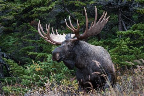 Bull Moose On The Rise Sean Crane Photography