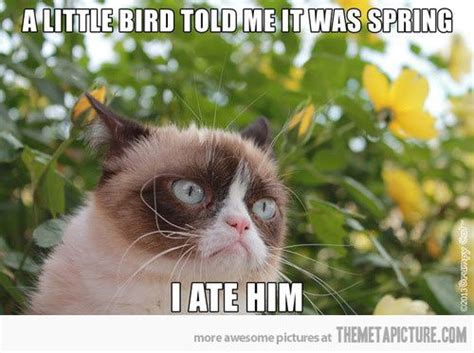 Thanksgiving is nearly upon us. Grumpy Cat welcomes spring… | Grumpy cat, Cat and Humor